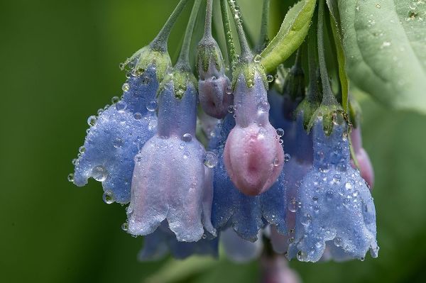 Colorado-Stony Pass Raindrops on bluebell flowers